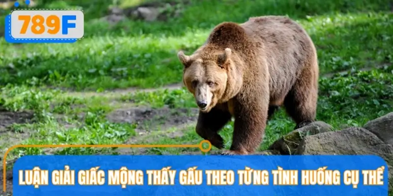789F luận giải giấc mộng thấy gấu theo từng tình huống