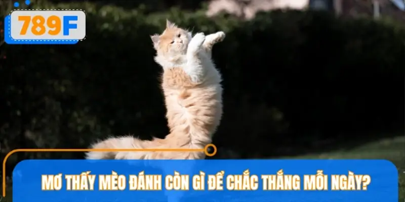 Các con số may mắn thắng lớn khi mơ thấy mèo