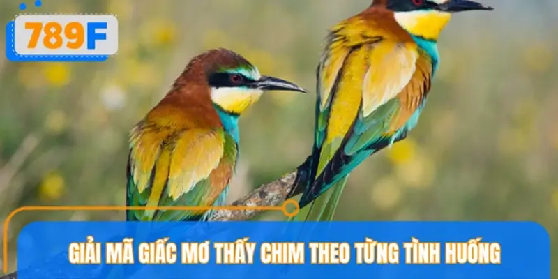 Chuyên gia giải mã giấc mơ thấy chim theo từng tình huống