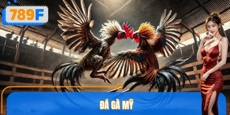 Đá Gà Mỹ 789F – Phong Cách Thi Đấu Hiện Đại, Hấp Dẫn