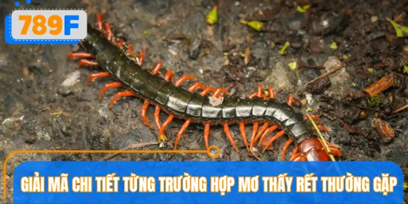 Giải mã chi tiết từng trường hợp mơ thấy rết thường gặp