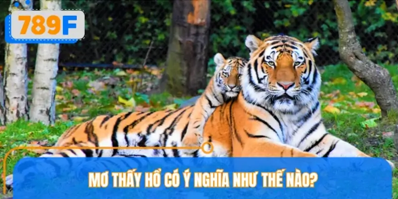 Giải mã giấc mơ thấy hổ theo tâm linh