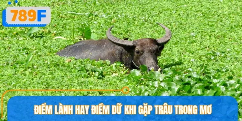 Giải mã mơ thấy trâu cho từng trường hợp khác nhau