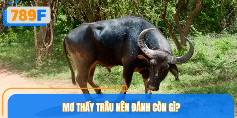 Tổng hợp dàn số tối ưu khi chiêm bao gặp trâu