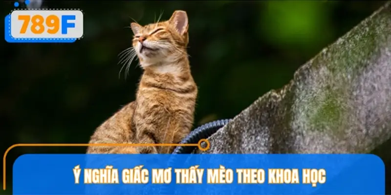 Khoa học nói gì về giấc mơ thấy mèo?