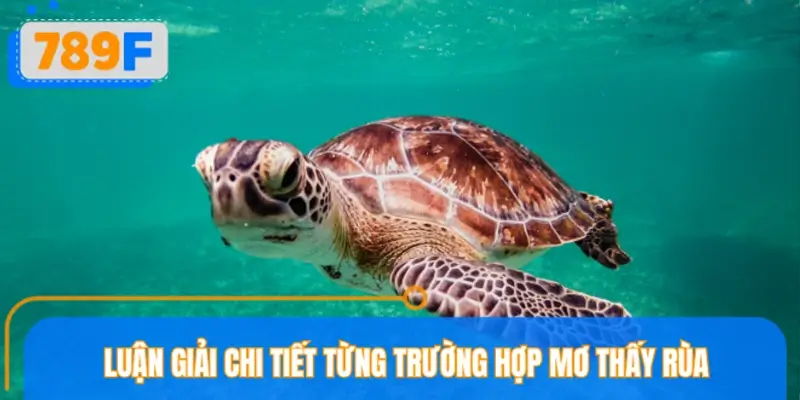 Luận giải chi tiết từng trường hợp mơ thấy rùa thường gặp