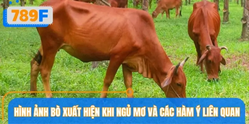 Mơ thấy bò mà đến ý nghĩa gì?