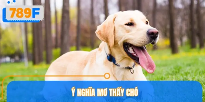 Mơ thấy chó là điềm lành hay điềm dữ theo tâm linh?