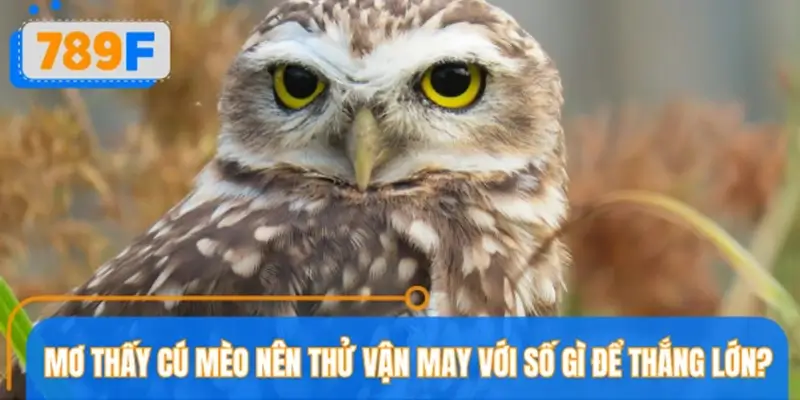 Mơ thấy cú mèo nên thử vận may với con số gì để thắng lớn?