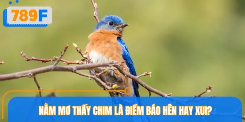 Nằm mơ thấy chim là điềm báo hên hay xui?