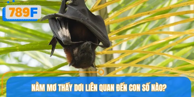 Nằm mơ thấy dơi liên quan đến con số nào?