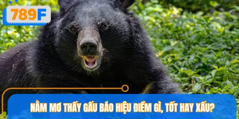 Nằm mơ thấy gấu báo hiệu điềm gì, tốt hay xấu?