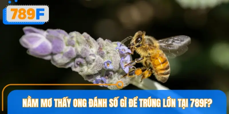 Nằm mơ thấy ong đánh số gì để trúng lớn tại nhà cái 789F?