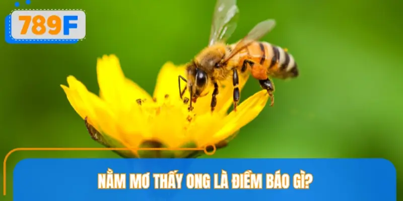 Nằm mơ thấy ong là điềm báo gì?