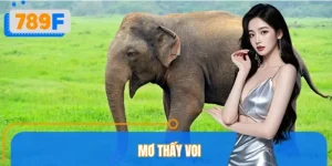 Nằm Mơ Thấy Voi Đánh Số Gì? Con Số Gắn Liền Với May Mắn