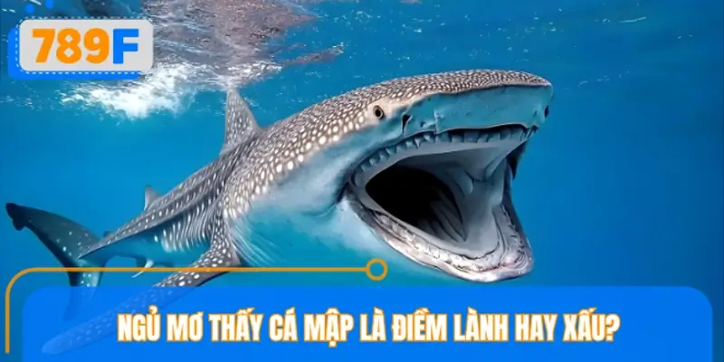 Ngủ mơ thấy cá mập là điềm lành hay xấu?