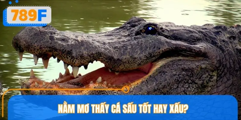 Ngủ mơ thấy cá sấu tốt hay xấu?