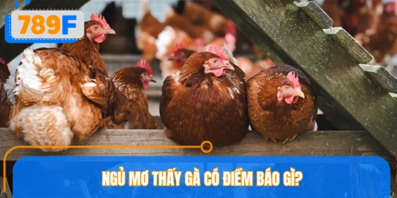 Ngủ mơ thấy gà có điềm báo gì? Ngủ mơ thấy gà có điềm báo gì?
