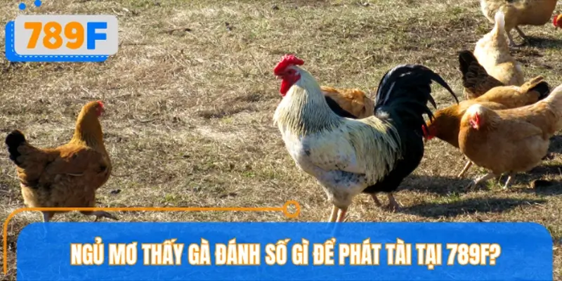 Ngủ mơ thấy gà đánh số gì để phát tài tại nhà cái 789F? Ngủ mơ thấy gà đánh số gì để phát tài tại nhà cái 789F?