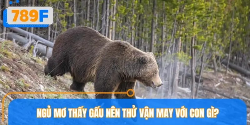 Ngủ mơ thấy gấu nên thử vận may với con gì?