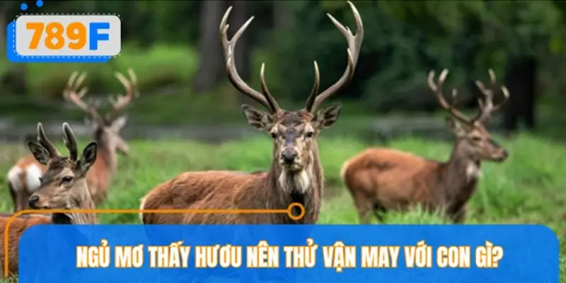 Ngủ mơ thấy hươu nên thử vận may với con gì để trúng lớn?