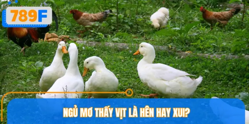 Ngủ mơ thấy vịt là hên hay xui? Ngủ mơ thấy vịt là hên hay xui?