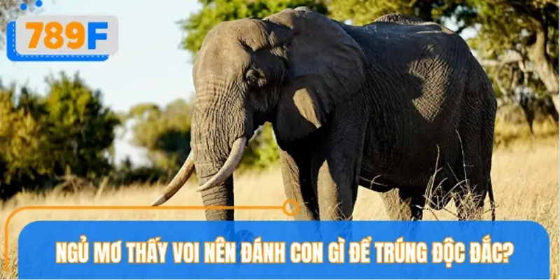 Ngủ mơ thấy voi nên đánh con gì để trúng độc đắc?