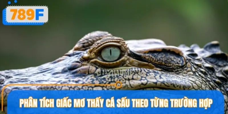 Phân tích giấc mơ thấy cá sấu theo từng trường hợp