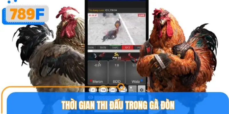 Thời gian thi đấu trong gà đòn truyền thống