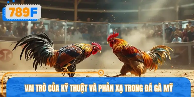 Vai trò của kỹ thuật và phản xạ trong đá gà Mỹ