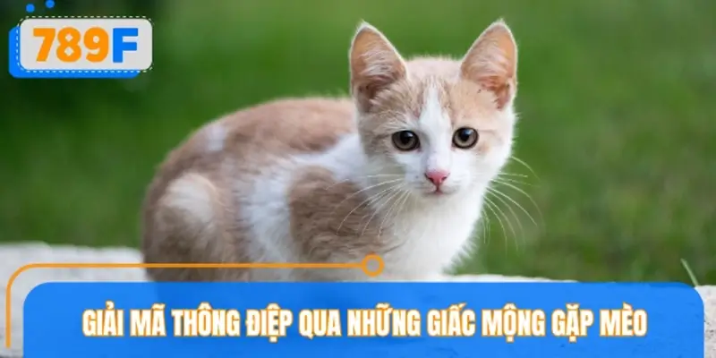 Vén màn ý nghĩa đằng sau giấc mộng gặp mèo