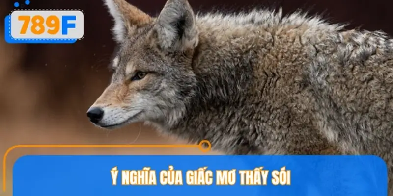 Ý nghĩa của giấc mơ thấy sói