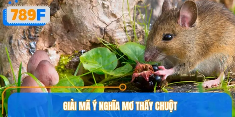 Ý nghĩa mơ thấy chuột