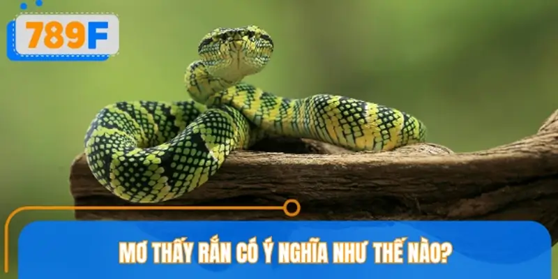 Ý nghĩa mơ thấy rắn theo phong thủy