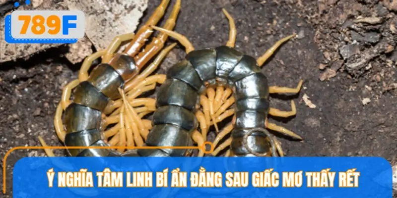 Ý nghĩa tâm linh bí ẩn đằng sau giấc mơ thấy rết